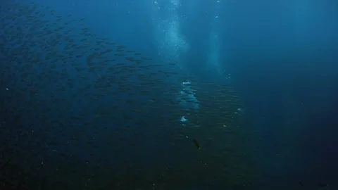 Cameraman diver under school of fish underwater. 库存影片 121060935