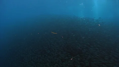 Cameraman diver under school of fish underwater. 库存影片 121060973