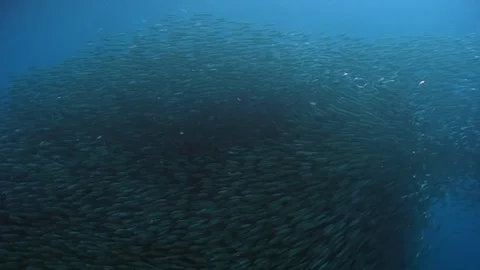 Cameraman diver under school of fish underwater. 库存影片 121061007