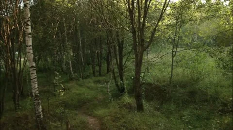 Camera's fly trough the forest #3 Stockbeeldmateriaal 20514536
