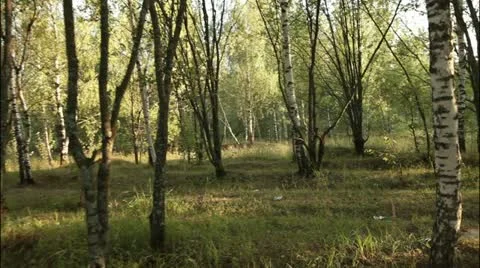 Camera's fly trough the forest #4 Stockbeeldmateriaal 20515213