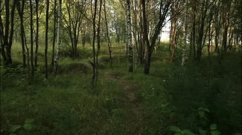 Camera's fly trough the forest #5 Stockbeeldmateriaal 20515990