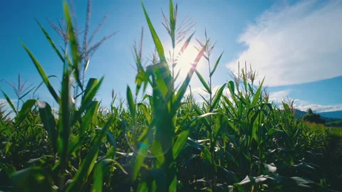 Cameras Point of view are farmer walking through corn plantation Stock Footage 166127895