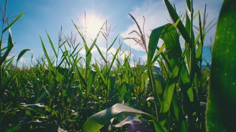 Cameras Point of view are farmer walking through corn plantation Stock Footage 166127970