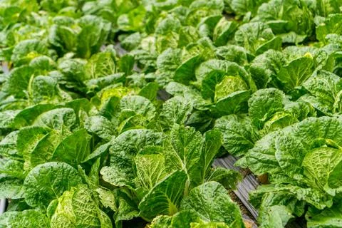 Cameron Highlands, Malaysia Stock Photos