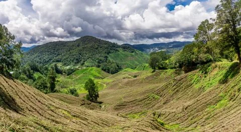 Cameron Highlands, Malaysia Stock Photos