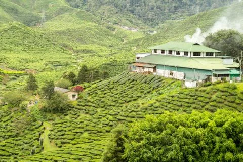 Cameron highlands Stock Photos