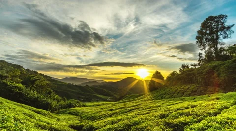 Cameron Highlands Sunrise time lapse at greeny tea farm mountain Stock Footage
