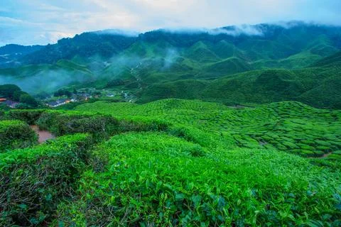 Cameron tea farm Stock Photos
