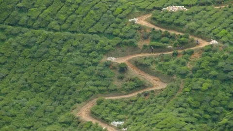 Cameron Tea Valley Stock Footage 258849189