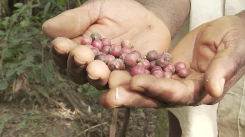 Cameroon, coffee beans in hand close up Stock Footage 64082408