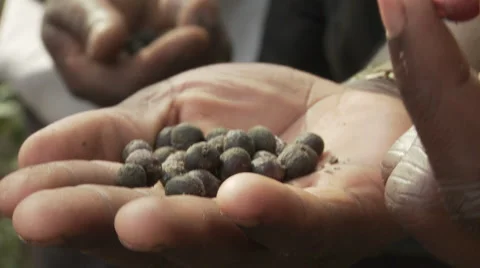 Cameroon, coffee beans showed in hand, close up Stock Footage 64081203
