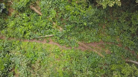 Cameroon Congo Basin Forest Tribal Pygmy Stock Footage 97284652