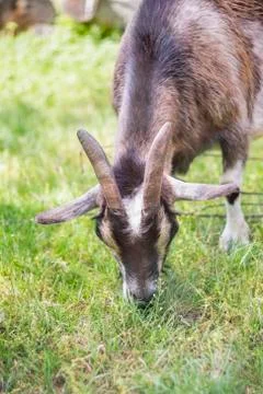 Cameroon dwarf goat Stock Photos