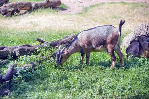Cameroon dwarf goat Foto stock