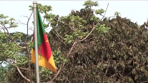 Cameroon flag in the forest Stock Footage 80417653