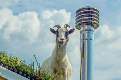 Cameroon mini goat. Stock Photos