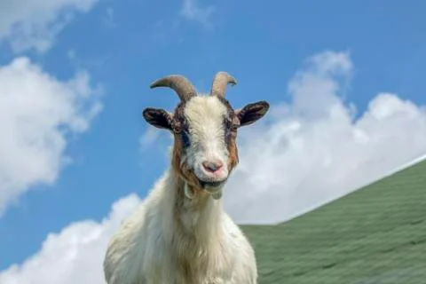 Cameroon mini goat. Stock Photos