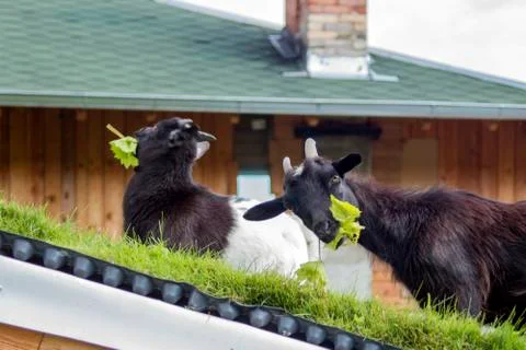 Cameroon mini goats. Stock Photos