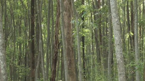 Cameroon Pottery, slow pan around eucalyptus forest Stock Footage 64082491