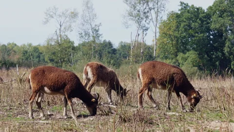 Cameroon sheep flock grazing on a pasture, group of three West African Dwar.. Stock Footage 345981424