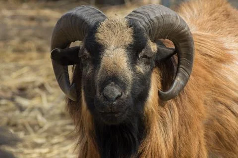 Cameroon Sheep Stock Photos