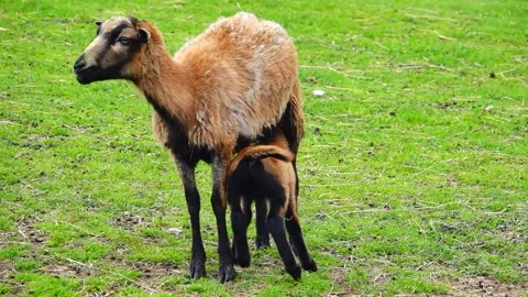 Cameroon sheep, sheep feeding lamb on farm. slow motion Stock Footage 312283804