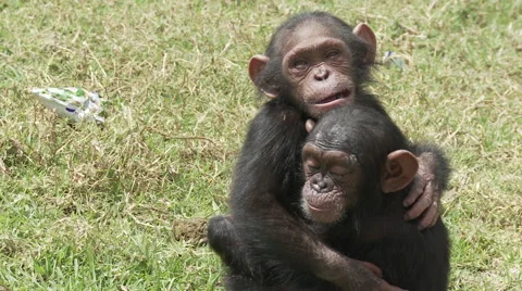 Cameroon, two chimp baby hug Stock Footage
