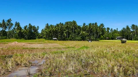 Camiguin Rice Fields Stock Footage 50361056