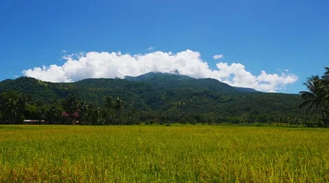 Camiguin Volcano View from Rice Fields 02 Stock Footage 50167039