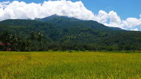 Camiguin Volcano View from Rice Fields Stock Footage 50360846
