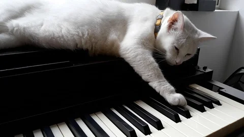 Camilla 2 Stock Footage 95609257