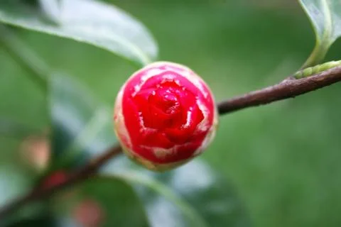 Camilla bud Stock Photos