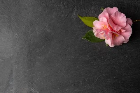 Camilla copy Stock Photos