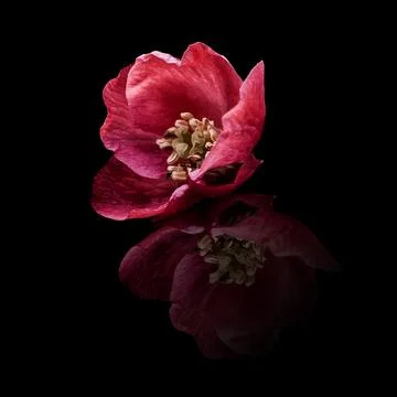 Camillia Reflection Stockillustratie