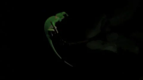 Camillian at Night Stock Footage 41642413