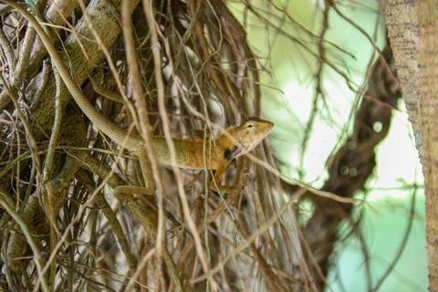 Camo Lizard Stock Photos