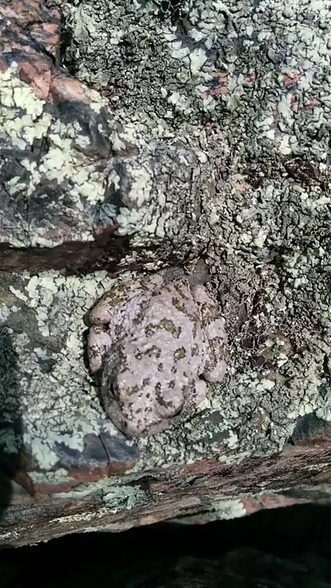 Camoflauged Frog Stock Footage 161851092