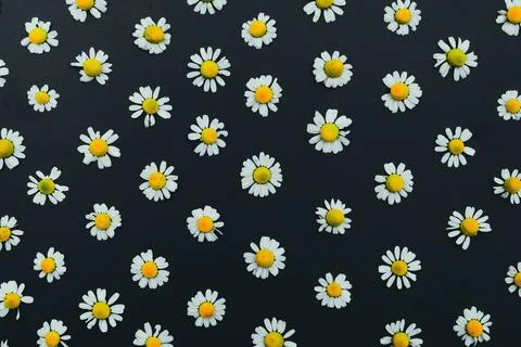 Camomile 4 Stock Photos