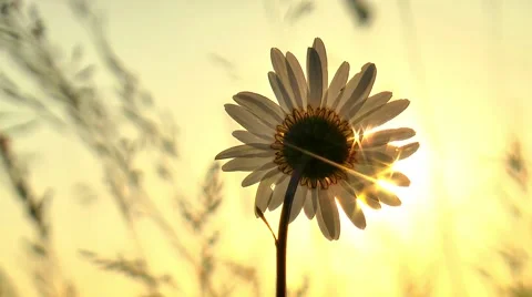 Camomile and Sun Stock Footage