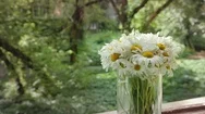 Camomile Animation In The Cinemagraph Technics. White Flowers In Glass Vase  Stock Footage