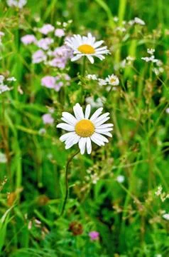 Camomile on background of grass Stock Photos