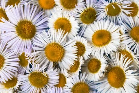 Camomile background Stock Photos