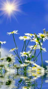 Camomile on a background sky Stock Photos