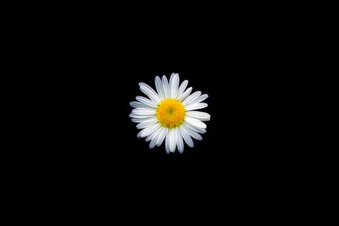 Camomile on black background 写真素材