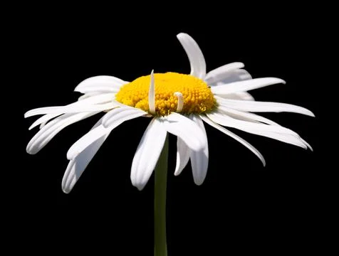 Camomile on black background Stock Photos