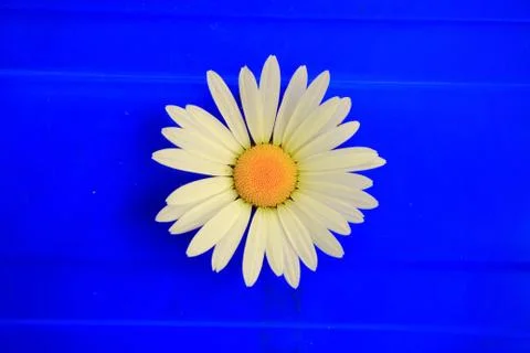 Camomile on blue background Stock Photos