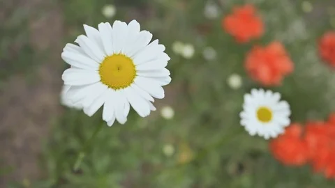 Camomile close-up on a meadow among the flowers. Stock Footage