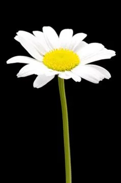 Camomile close up Foto stock