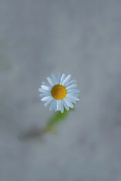 Camomile close-up Stock-Fotos